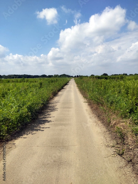Obraz 田園の道　country road