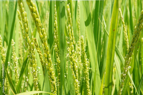 Fototapeta 成長し稲穂に花をつけた稲