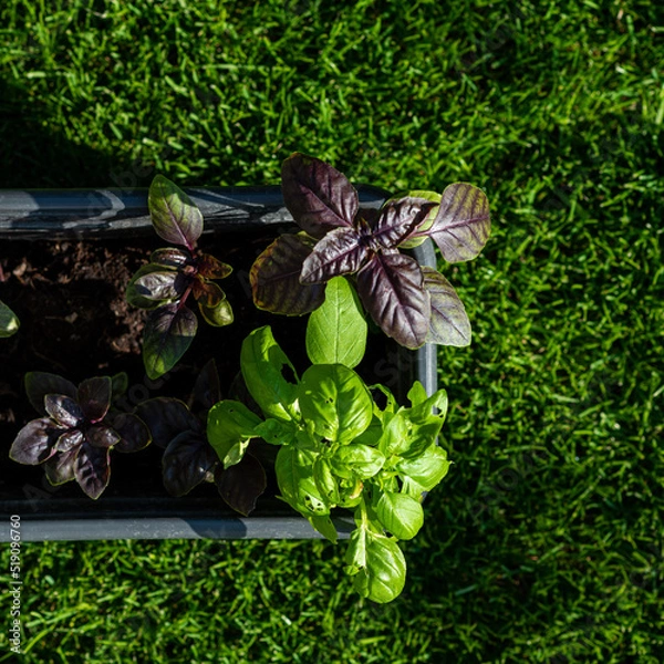 Obraz basil in an organic pot