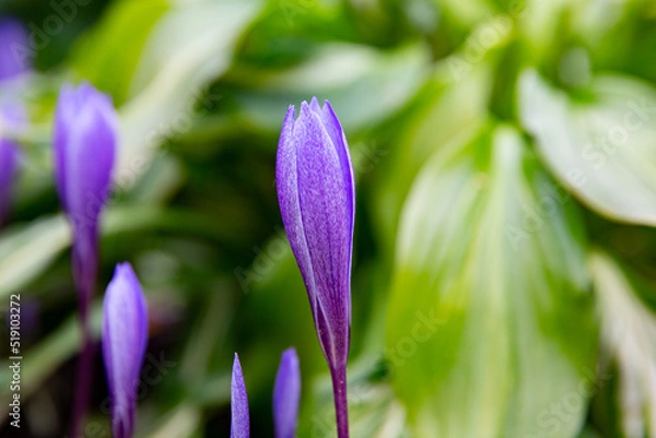 Fototapeta Closed buds of purple crocuses close-up. Macro photo of spring flowers.