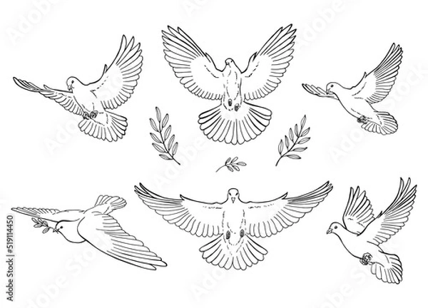 Fototapeta Set of dove outline. Line art style isolated. Hand drawn vector illustration.