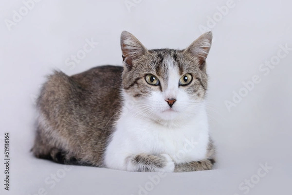 Obraz Beautiful Cat close up. Brown white Kitten with big green eyes. Care of pets. Kitten lies on a white background. Copy space. Cute Cat is lying and looking at the camera. Concept of adorable pets. 