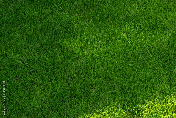 Obraz grass not mowed, pitch