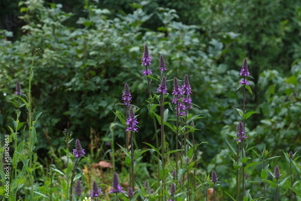 Obraz flowers in the garden