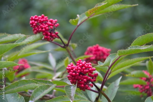 Obraz red elderberry berries