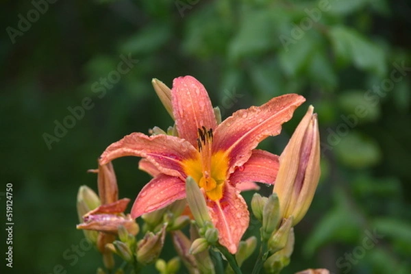 Obraz red and yellow lily