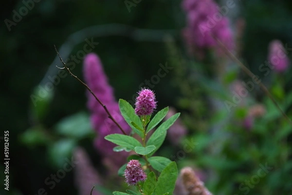 Obraz flowers in the garden