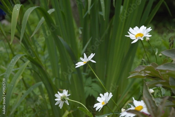 Obraz daisies in the grass