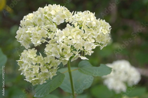 Obraz white beautiful flower