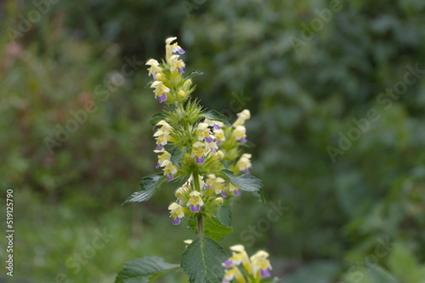 Obraz yellow blue flower