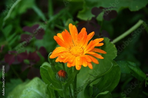 Obraz orange gerbera flower