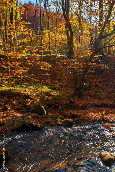 Fototapeta water stream in the forest. beautiful autumn nature scenery with colorful foliage on the trees. mossy stones on the shore. warm sunny weather