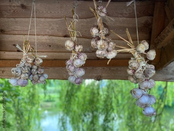 Obraz cherry blossom