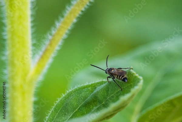 Fototapeta ひまわりの葉の上を歩く虫