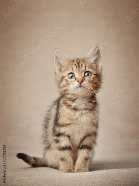 Fototapeta Portrait of a cute tabby kitten studio shot