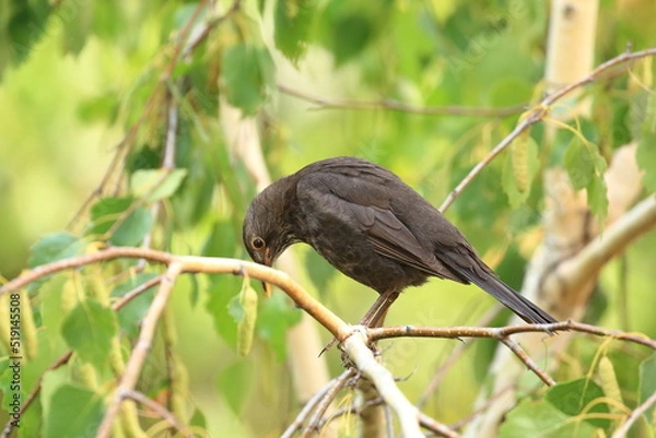 Obraz Blackbird, Turdus merula, on the branch of birch tree