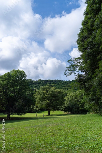 Fototapeta 芝生広場と木々