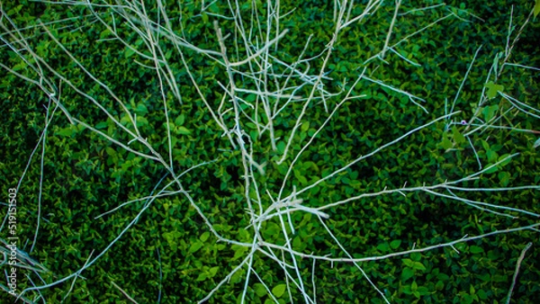 Fototapeta Green floor