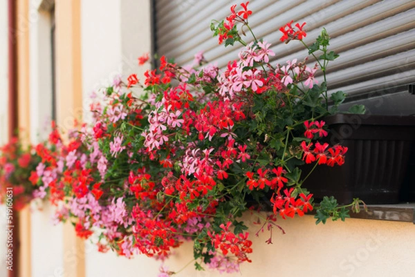 Fototapeta Ivy geranium decorative flower (Pelargonium peltatum) growing at the window of a house.