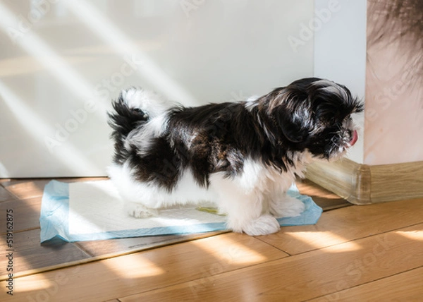 Fototapeta Puppy peeing on a diaper. Toilet training a puppy. Shih Tzu puppy