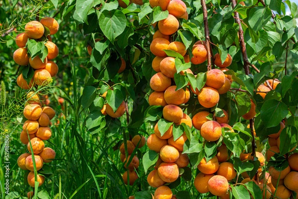 Obraz Apricots hanging on tree branches. Agriculture and harvesting concept.