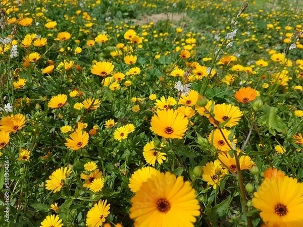 Obraz Spring nature flower