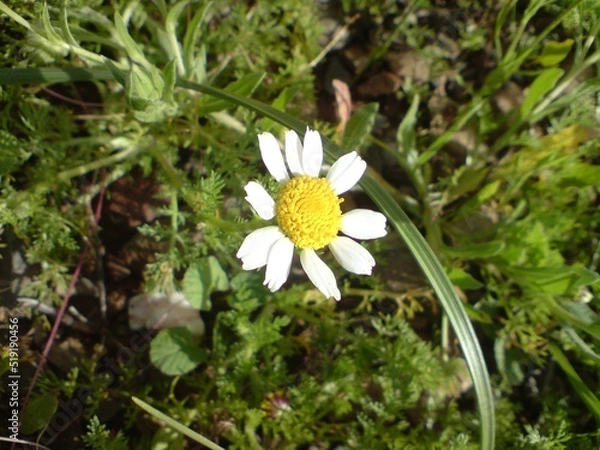 Obraz Spring nature flower