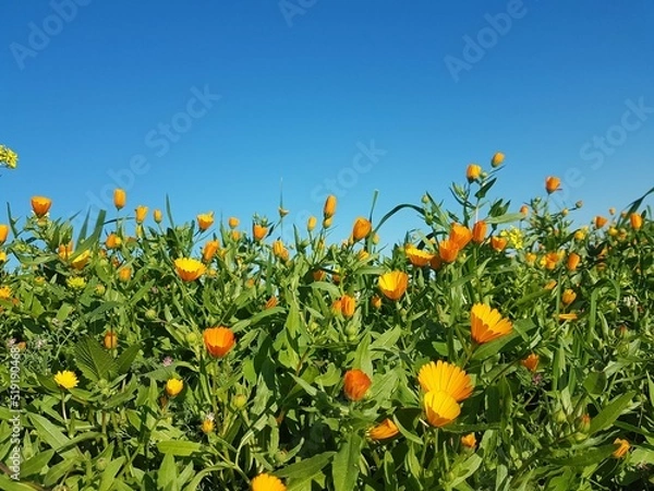 Obraz Spring nature flower