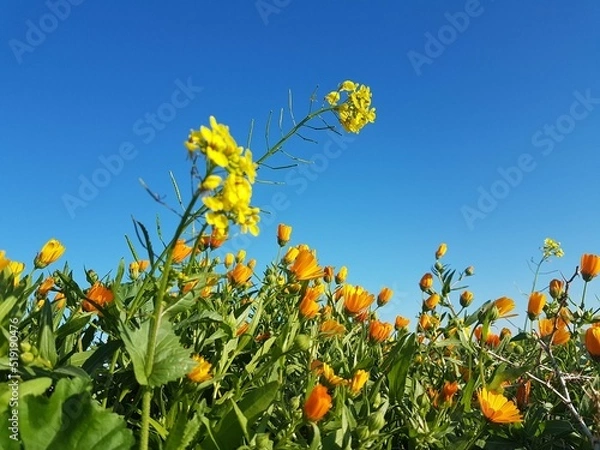 Obraz Spring nature flower