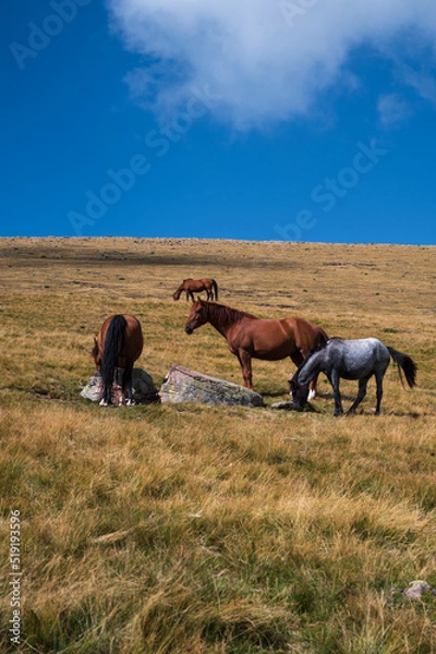 Fototapeta alpine horses