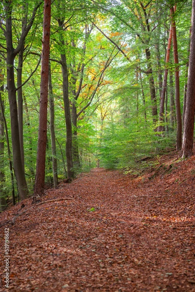 Fototapeta french forest path