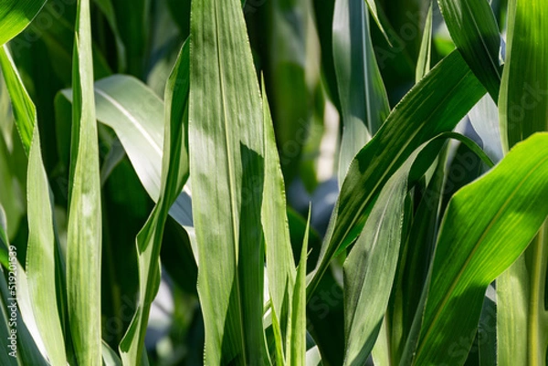 Obraz Corn leaves