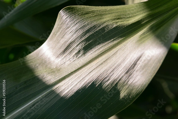 Obraz Corn leaves