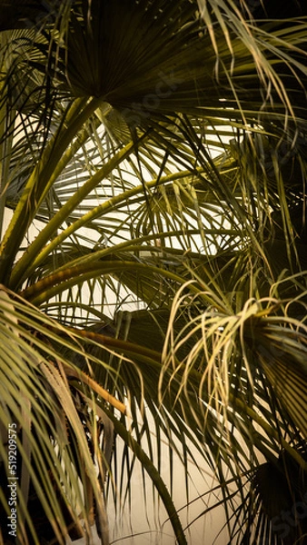 Obraz palm tree