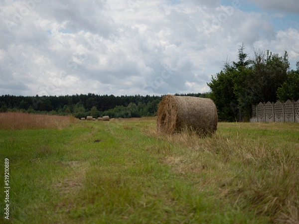 Obraz bela siana na polu 