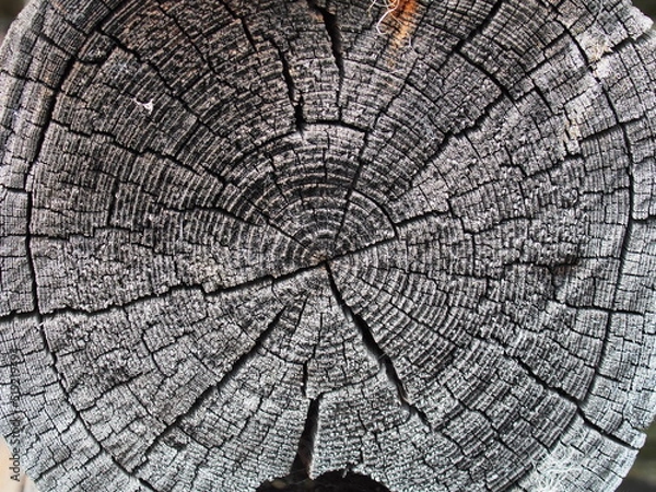 Obraz The texture of a sawn-down tree. Macro photography.