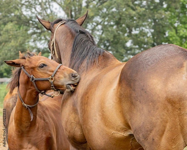Obraz Close-up of a foal scratching her mother's shoulder with its teeth.