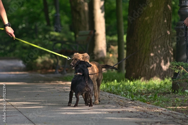Fototapeta Two dogs walking in the park Dogs on leashes greet each other during the walk.