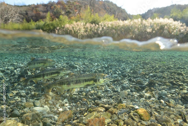 Obraz 鮭の群れが遡上する半水面
