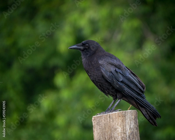 Fototapeta American Crow sitting on a fence post with selective focus and bokeh green background.