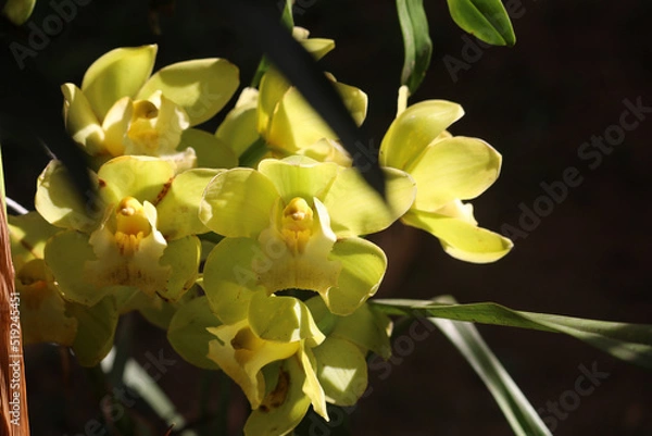Obraz yellow orchid flower