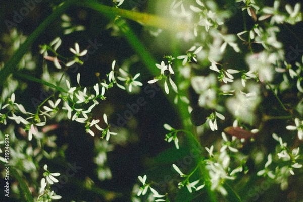 Obraz LITTLE FLOWERS