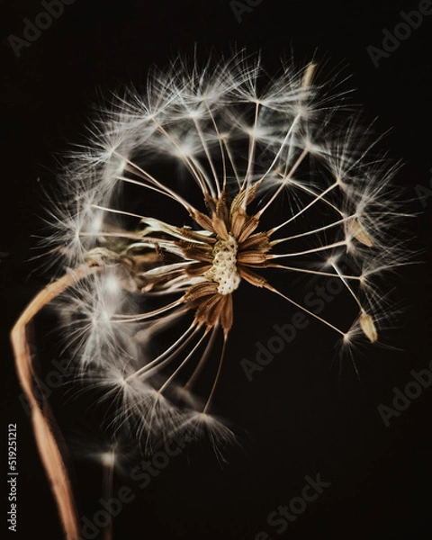 Obraz dandelion close-up on dark black background