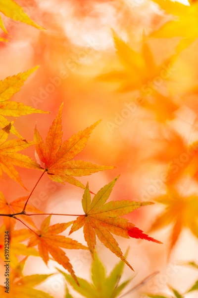 Fototapeta カラフルな秋