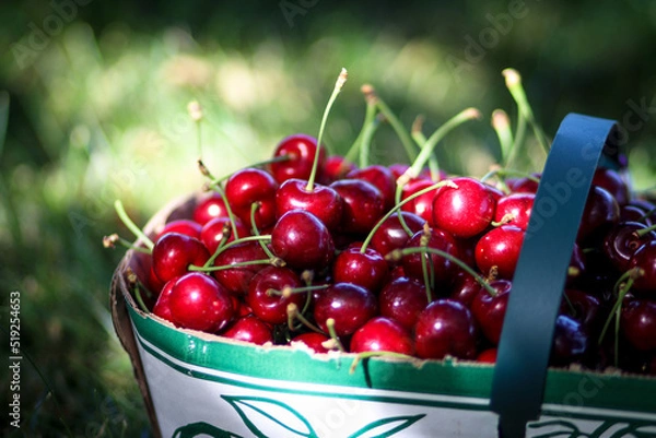 Obraz Gorgeous cherries in a basket