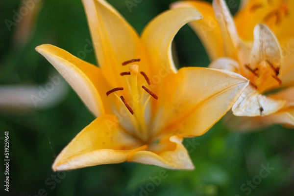 Obraz オレンジのユリの花びら