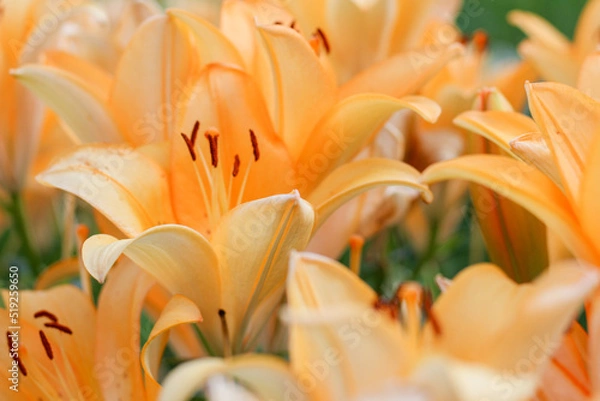 Obraz 美しいオレンジのユリ