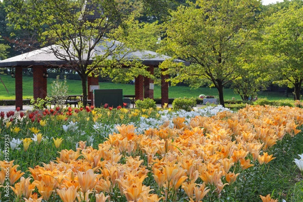 Obraz 百合の花が咲く庭