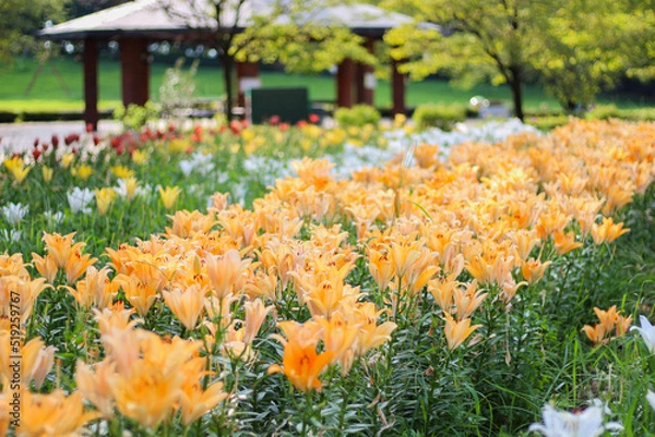 Obraz カラフルな百合が咲く庭