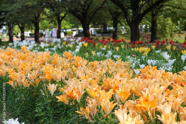 Obraz ユリの花が咲く庭